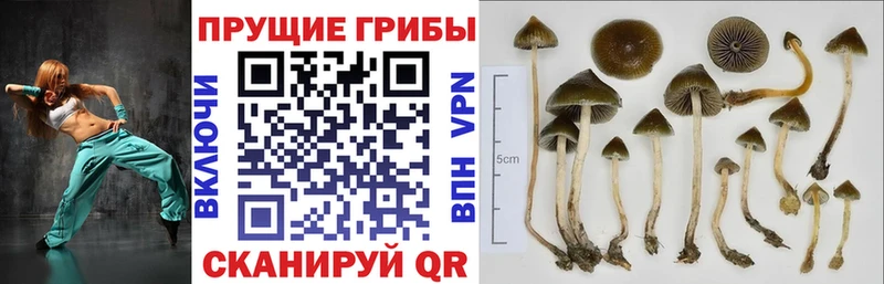 Галлюциногенные грибы MAGIC MUSHROOMS  продажа наркотиков  Макарьев 